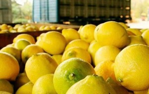 Grave crisis en la producción de limones en Corrientes