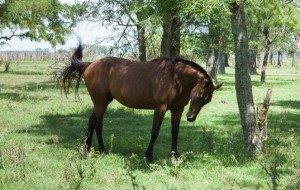 Disponen medidas sanitarias para contener brote de enfermedad equina