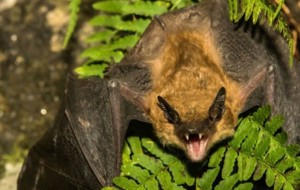 Alerta por segundo caso de rabia en un murciélago