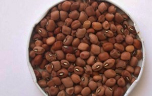 Con biotecnología se busca potenciar una legumbre para favorecer la agricultura familiar