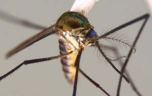 La UNNE aporta códigos genéticos para identificar mosquitos que pueden transmitir fiebre amarilla