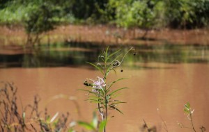 Con tecnologías de IA, buscan predecir brotes de enfermedades transmitidas por Aedes aegypti