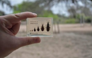 Con aporte científico de la UNNE, desarrollan una vacuna nasal para tratar el Chagas